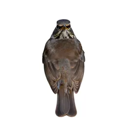 Thrush