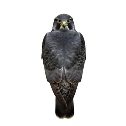 Tiercel