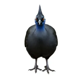 Tinamou