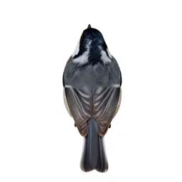 Titmouse