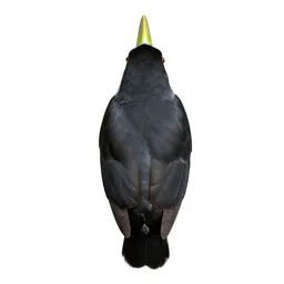 Toucan