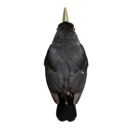 Toucanet