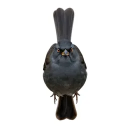 Towhee