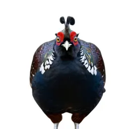 Tragopan