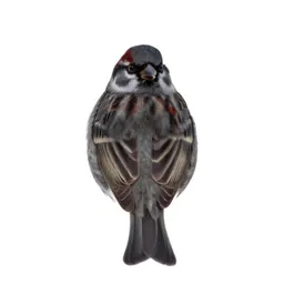 Tree sparrow