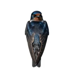 Tree swallow