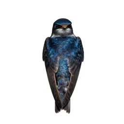 Tree swift