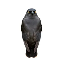 Trogon