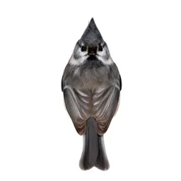Tufted titmouse