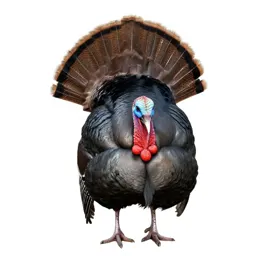 Turkey