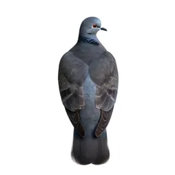 Turtledove