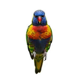 Varied Lorikeet
