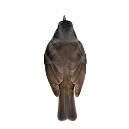 Veery