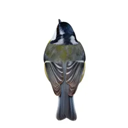 Verdin