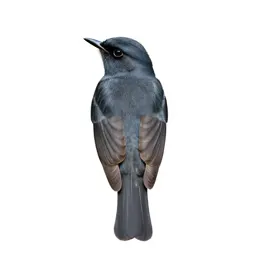 Vermillion flycatcher