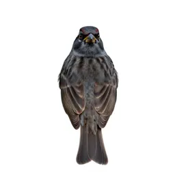 Vesper sparrow