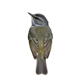 Vireo