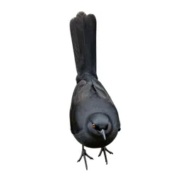 Wagtail
