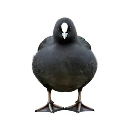 Water ouzel