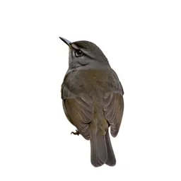 Water thrush