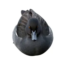 Waterfowl