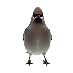 Waxwing