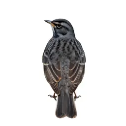 Western meadowlark