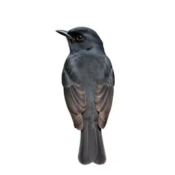 Western wood pewee