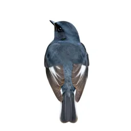 Wheatear