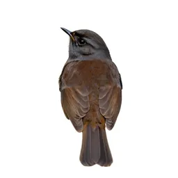 Whinchat