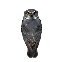 Whippoorwill