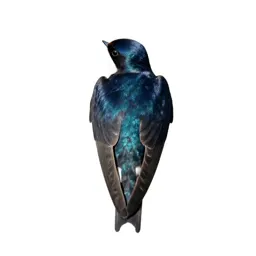 White-bellied swallow