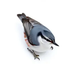 White-breasted nuthatch