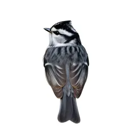White-crowned sparrow