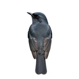 White-rumped shrike