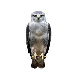 White-tailed kite