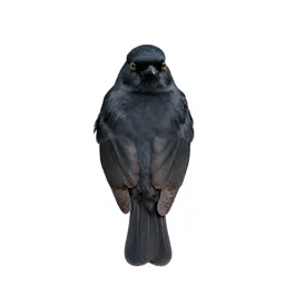 Whydah