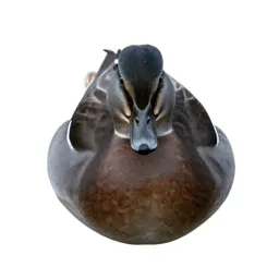 Widgeon