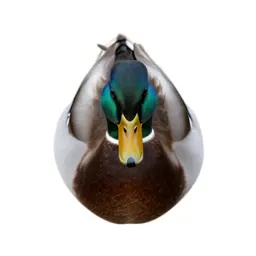 Wild duck