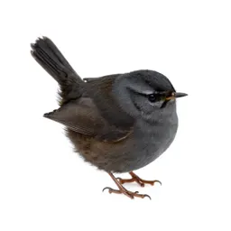 Winter wren