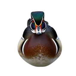 Wood duck