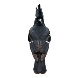 Wood hoopoe