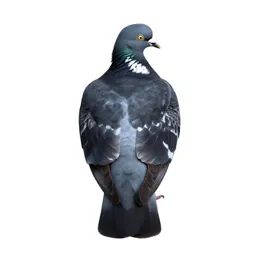 Wood pigeon