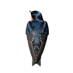 Wood swallow