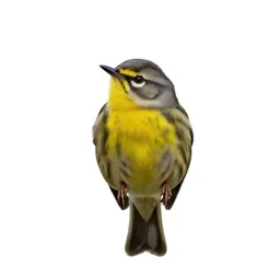 Wood warbler