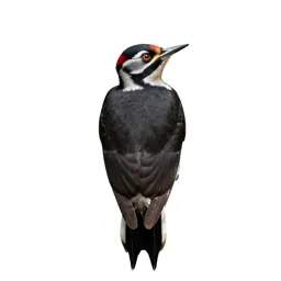 Woodpecker