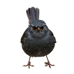 Wren