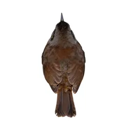 Wren-tit