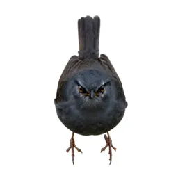 Wren warbler