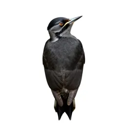 Wryneck